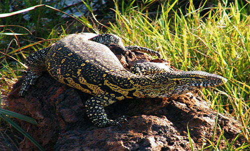 MONITOR LIZARD
